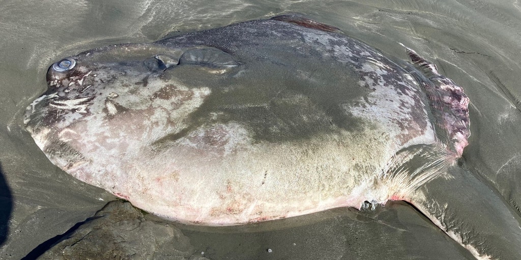PHOTOS: Sunfish mistaken for shark spotted on California beach