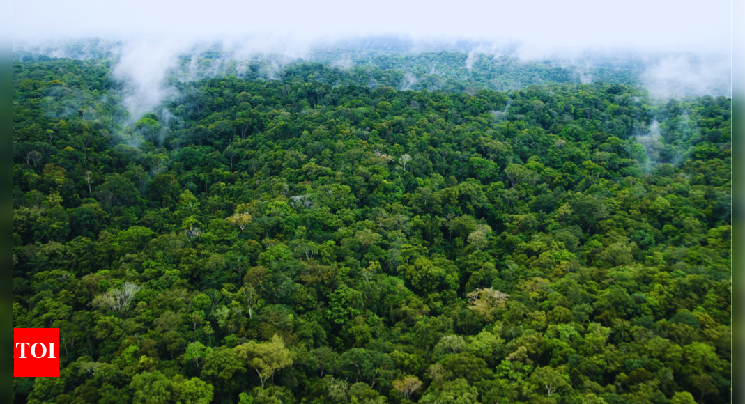 The forest that connects 8 countries and houses billions of species |