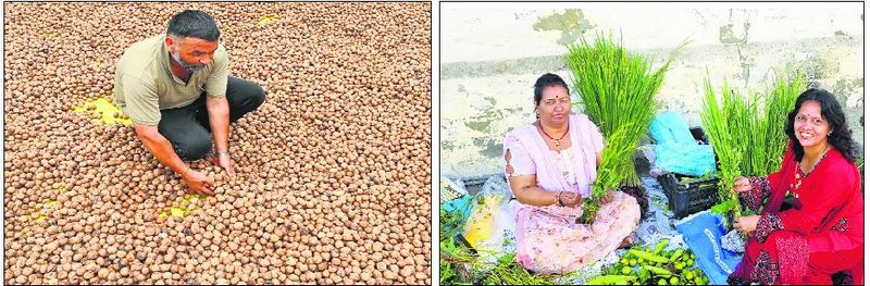 Walnuts, wisdom and wellness: The many layers of Sair