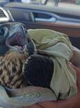 Friends Stunned To Learn Bird They Just Saved Is The Fastest Animal On Earth