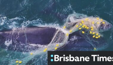 Calls for shark net ban after five whales caught in a single week