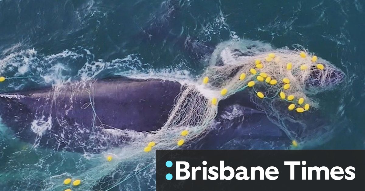 Calls for shark net ban after five whales caught in a single week
