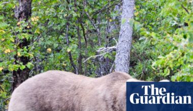 Eat salmon, win prizes: Fat Bear Week begins in Alaska’s Katmai national park | Alaska