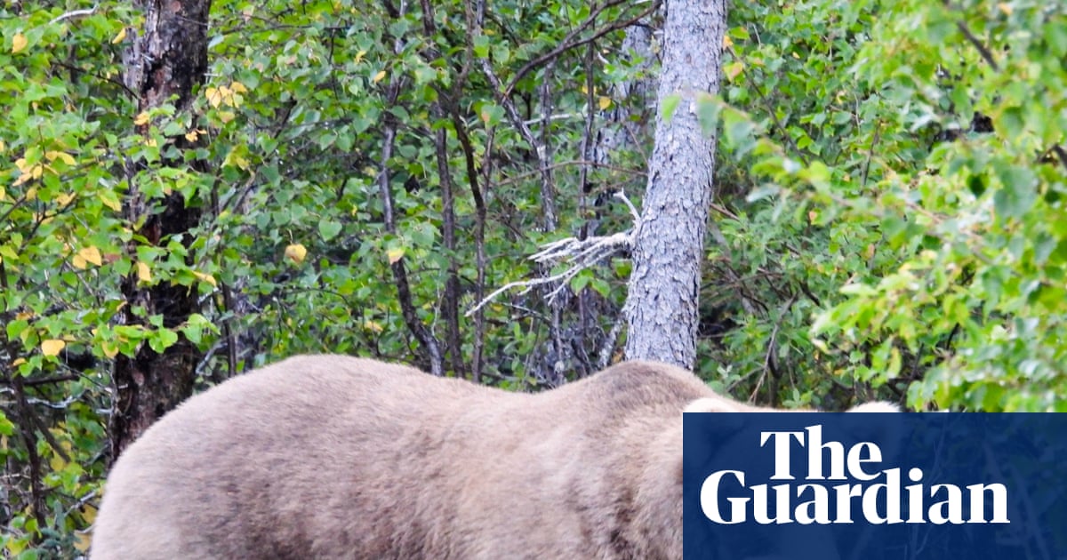 Eat salmon, win prizes: Fat Bear Week begins in Alaska’s Katmai national park | Alaska
