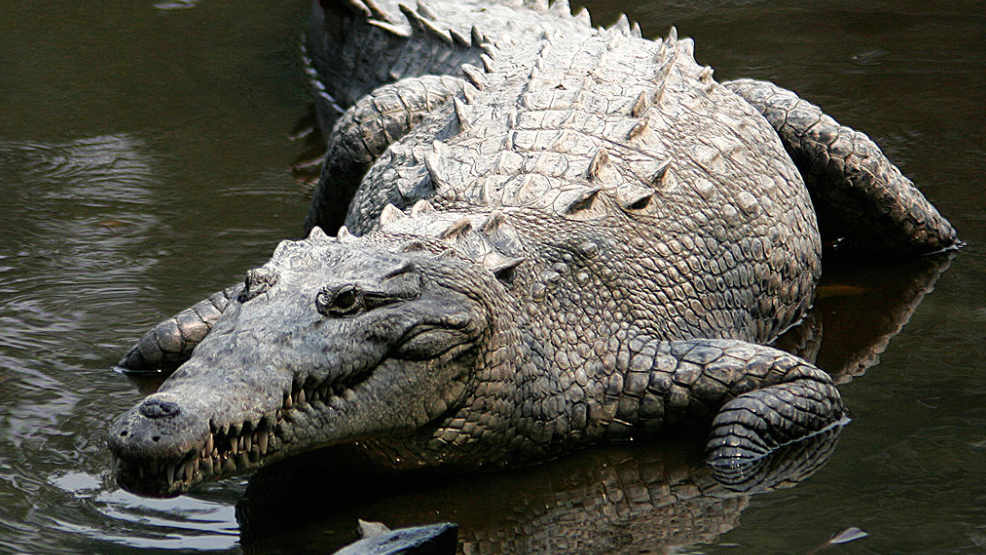 American Crocodile (Photo: Wikimedia Commons)