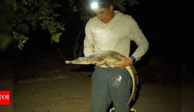 Double delight: Scientists discover two new crocodile species on Mexican islands, and they were hiding in plain sight! |