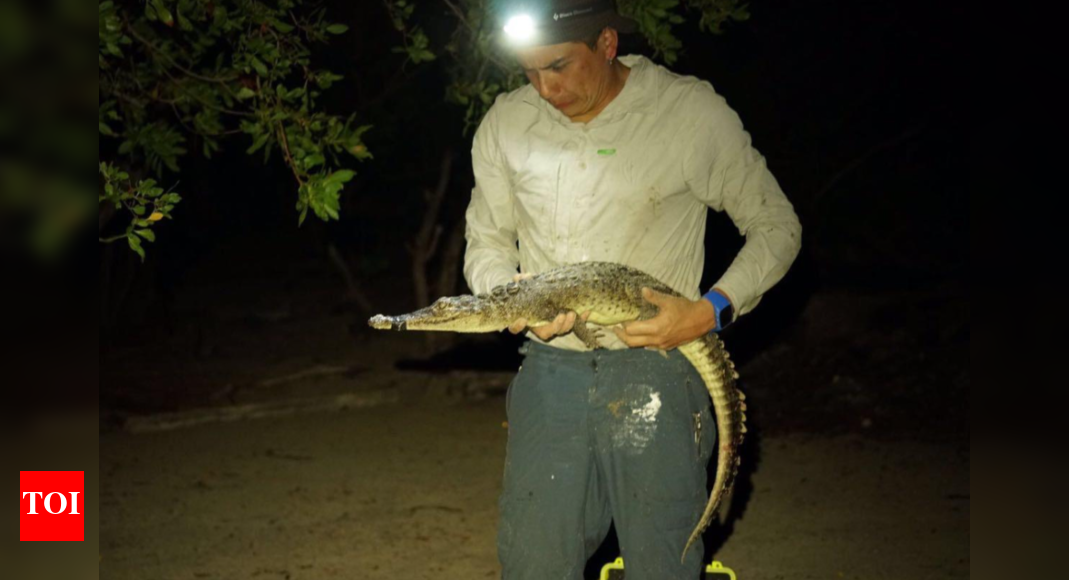 Double delight: Scientists discover two new crocodile species on Mexican islands, and they were hiding in plain sight! |