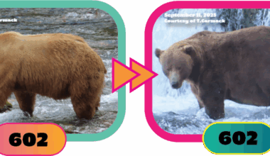 Fat Bear Week 2025 is the distraction everybody needs