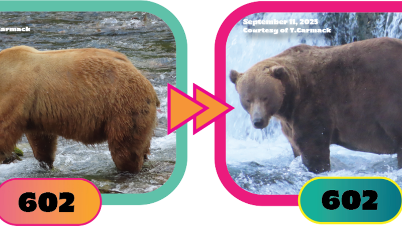 Fat Bear Week 2025 is the distraction everybody needs