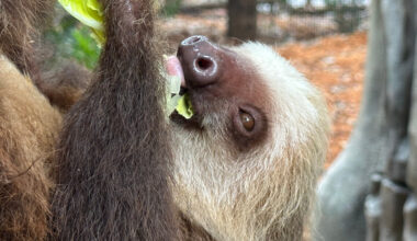 Golden lion tamarins and sloths become unlikely roommates at Palm Beach Zoo