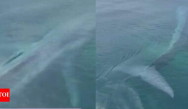 ‘Is this AI or real?’: Rare pygmy blue whale sighting in Western Australia stuns locals in viral video | Watch |
