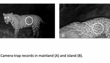 Record swim for jaguar; how big cats communicate; cat steals all food from the staff; and lagniappe – Why Evolution Is True