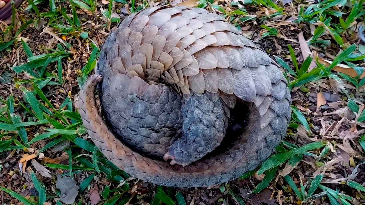 Pangolin Biology