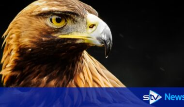 Fears missing golden eagles from Dumfries and Galloway could have come to harm
