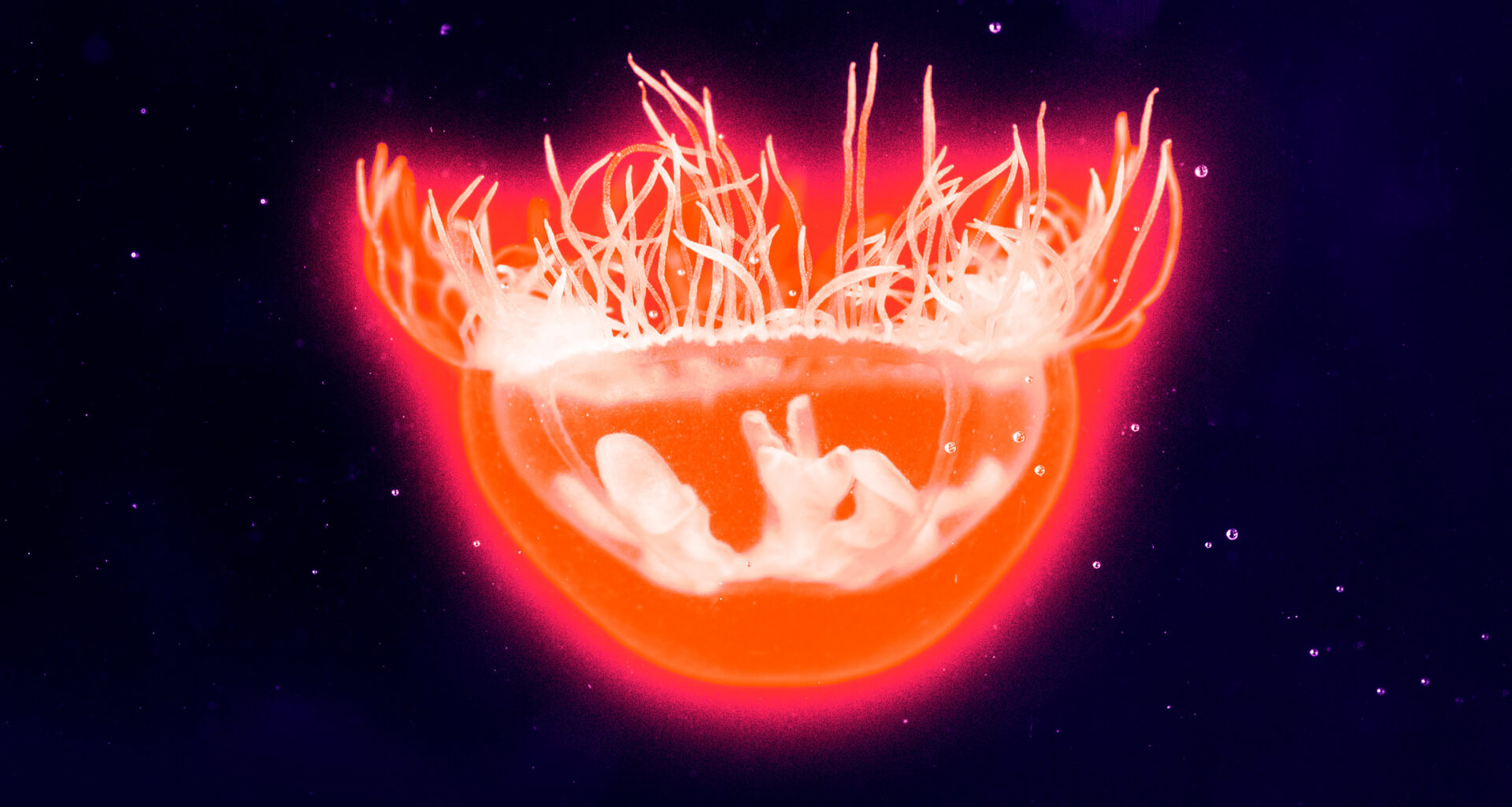 Experts Alarmed as Jellyfish Spawn in Freshwater Lakes