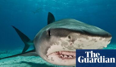 Is there such a thing as a ‘problem shark’? Plan to catch repeat biters divides scientists | Sharks