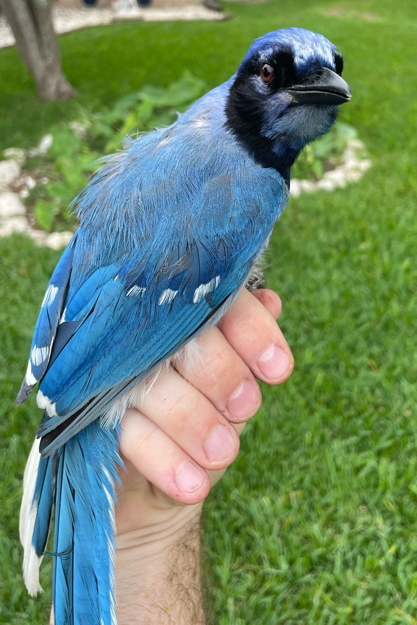The mystery bird was observed following a flock of blue jays, making similar calls. But it also produced the clicks and rattling vocalizations of a green jay.