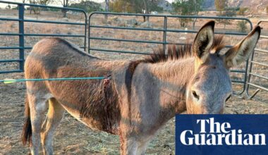 Donkey recovering after latest arrow attack on wild burros in California | California