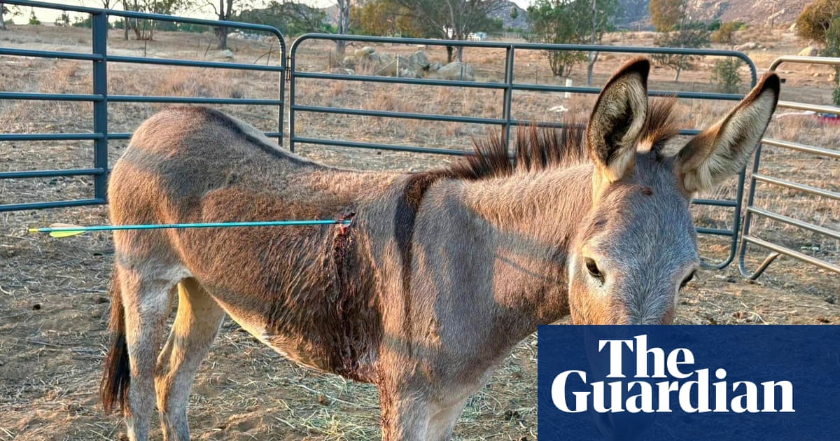 Donkey recovering after latest arrow attack on wild burros in California | California