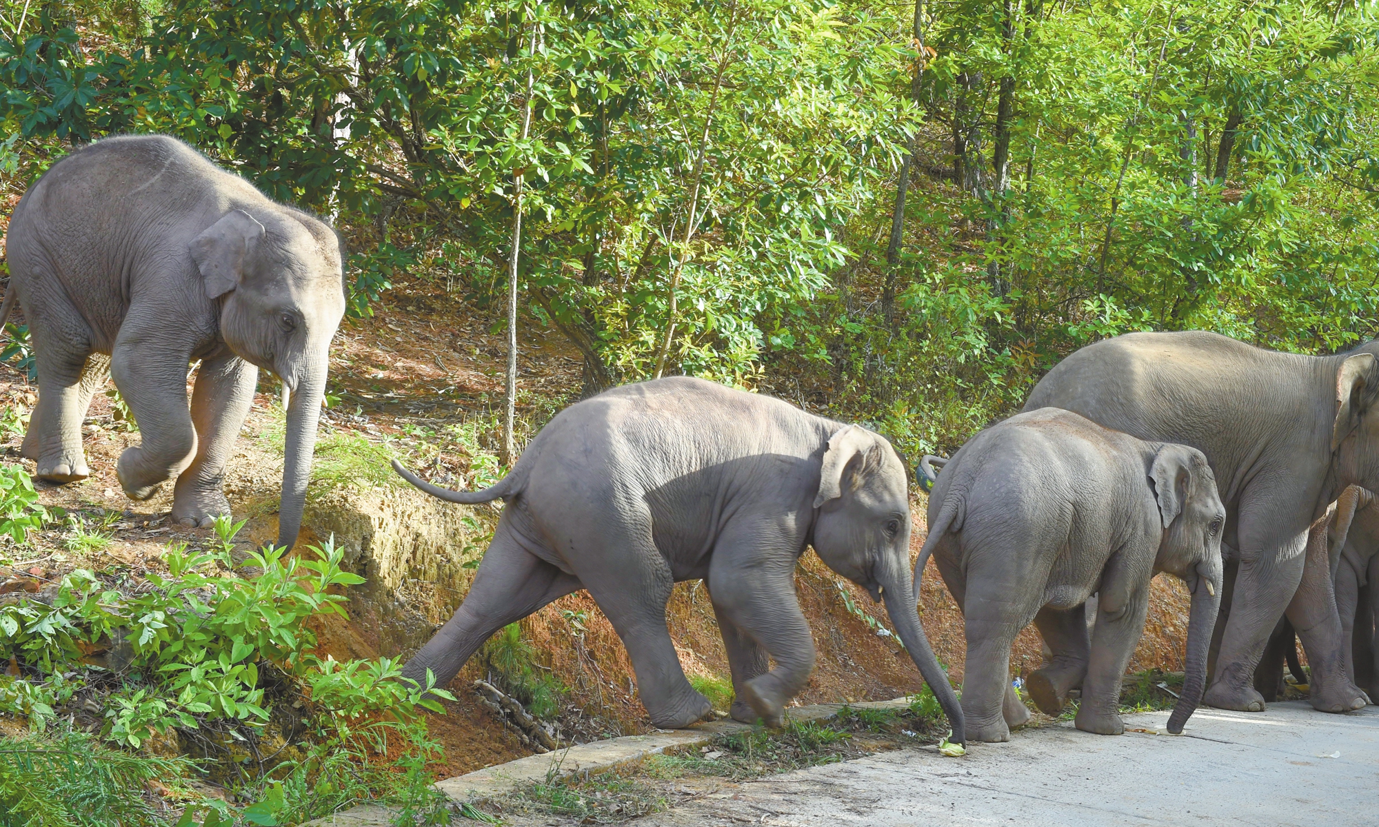 A herd of wild elephants walks from the forest to the road at the edge of a village in Yuxi, Southwest China's Yunnan Province, on July 3, 2021. Photo: VCG