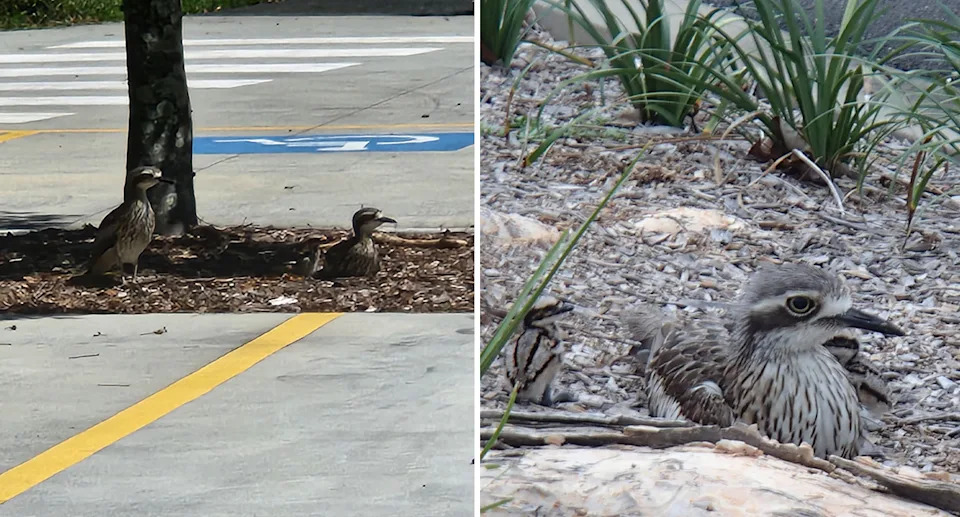 Curlews nesting in a car park. 
