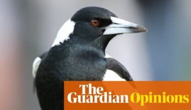 I’ve always admired the magpie for its beauty and spite – so much so I got one tattooed on my arm | Patrick Lenton