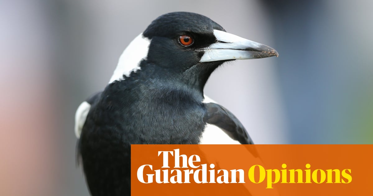 I’ve always admired the magpie for its beauty and spite – so much so I got one tattooed on my arm | Patrick Lenton