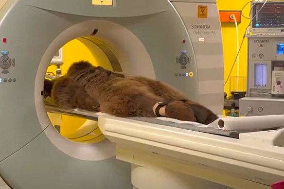 Three-year-old Okan the bear having an MRI.