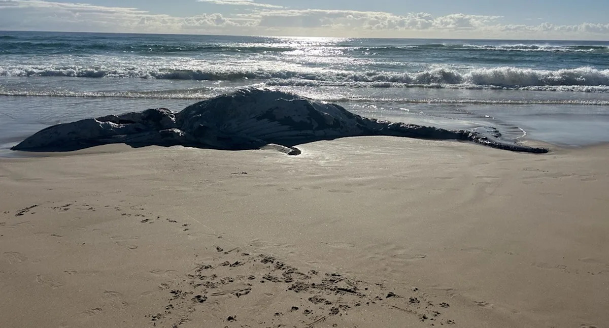 Dark side of 10,000km annual Aussie phenomenon most tourists don't see: 'They just give up'