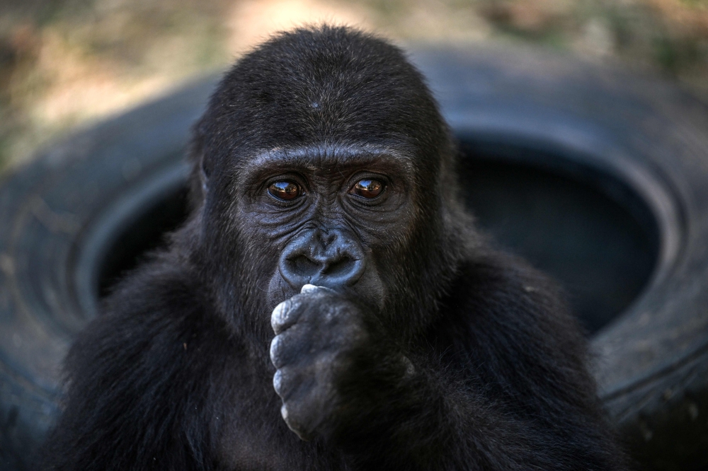 Baby Western lowland gorilla named Zeytin, eats a peanut at the Polenezkoy Zoo in Istanbul, on September 3, 2025.  — AFP pic 