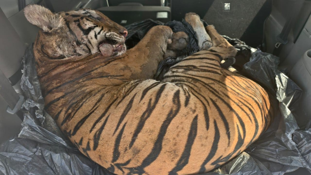 In the operation, authorities confiscated the dead tiger, a Perodua Alza car and four mobile phones, with an estimated total value of RM294,007. — Picture via Facebook/FRU