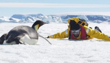 Meet the Brit trying to save the emperor penguin: ‘They’re very charismatic’