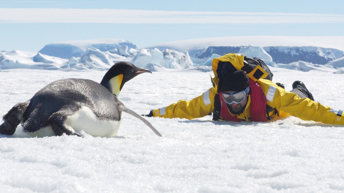 Meet the Brit trying to save the emperor penguin: ‘They’re very charismatic’