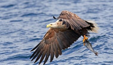 Fishermen in a flap over Spain’s first sea eagle to hatch in 200 years