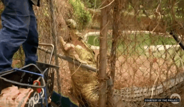 In the outback, they’re wild about pet crocodiles