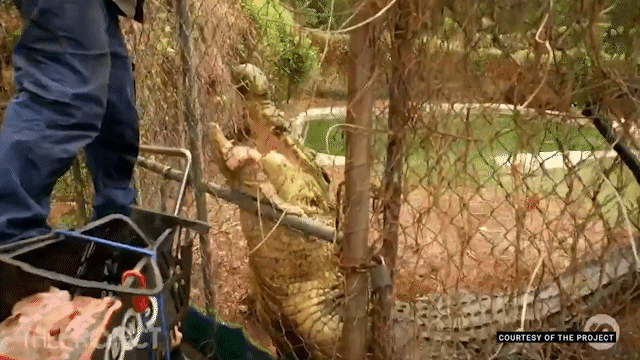 In the outback, they’re wild about pet crocodiles