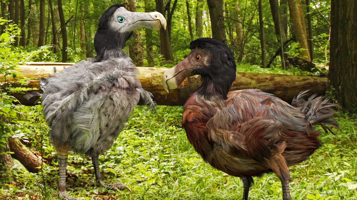 Dodo one step closer to coming back from extinction