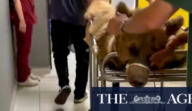 Overeating bear hospitalised in Turkey