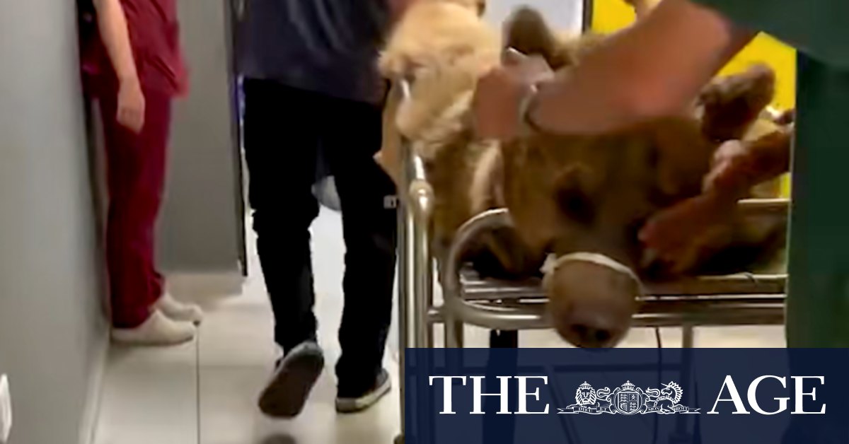 Overeating bear hospitalised in Turkey