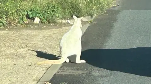 Jag Alli The back of a small, white wallaby standing on the side of a road.