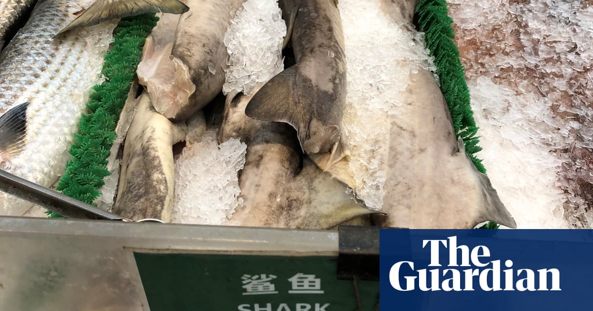 Much of US shark meat comes from endangered species, study finds | Sharks