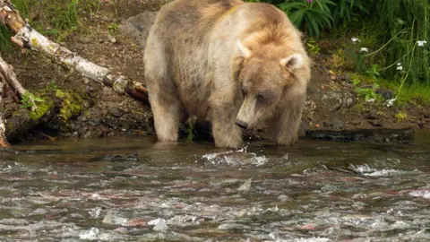 Guy Runco and the Katmai Conservancy A bear watches a river full of salmon downstream of Brooks Falls