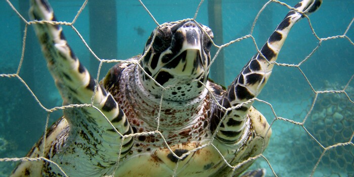 Australian Beaches Are Saving Wildlife by Removing Ineffective, Problematic Shark Nets. It's Time to Expand This Program!
