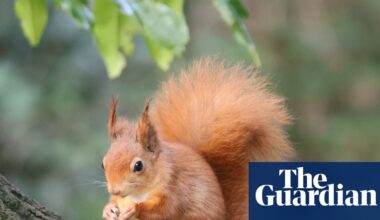 Red squirrel population thriving on Isle of Wight and could almost double, study finds | Wildlife