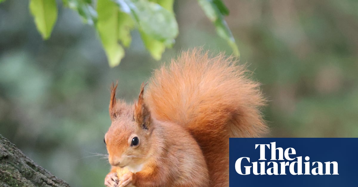 Red squirrel population thriving on Isle of Wight and could almost double, study finds | Wildlife
