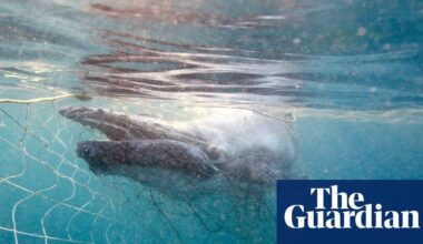 Twelve whales have been tangled in shark nets off Queensland’s coast so far this year. Here’s why | Whales