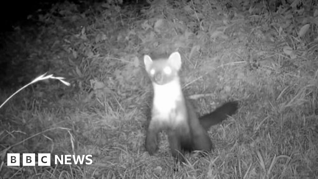 Pine Martens spotted on night vision camera in the Mendips