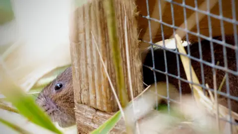 Michael Barrett A water vole poking out of a wooden pen, with just its face seen, by vegetation. There is a grill to the right. 