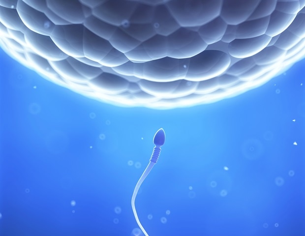 New technique succeeds in studying embryo implantation outside the body
