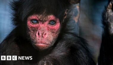 Rare monkey avoids surgery with CT scan